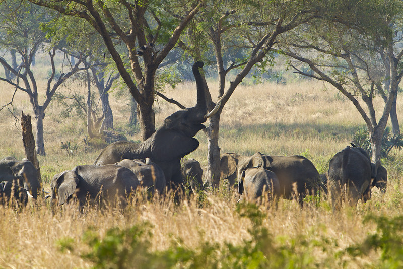 Uganda safaris