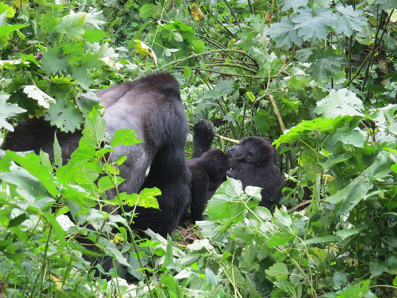 5 Days gorilla and Chimp trekking Bwindi and kibale national park