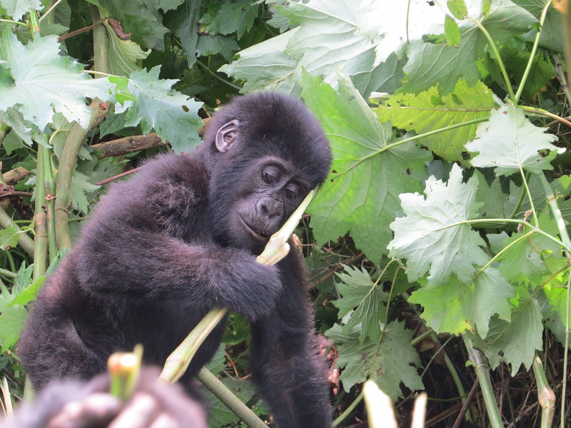 5 Days gorilla and Chimp trekking Bwindi and kibale national park