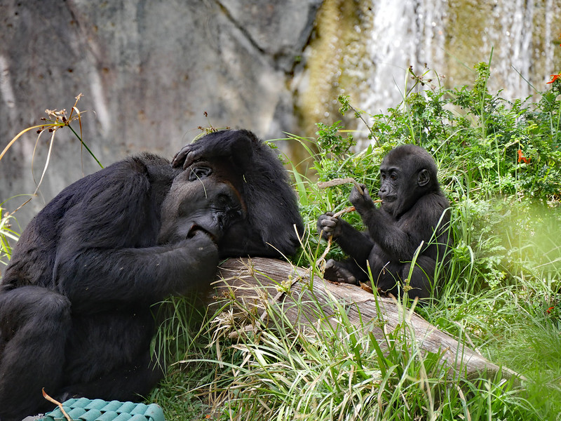 3 days detailed Gorilla trekking itinerary  