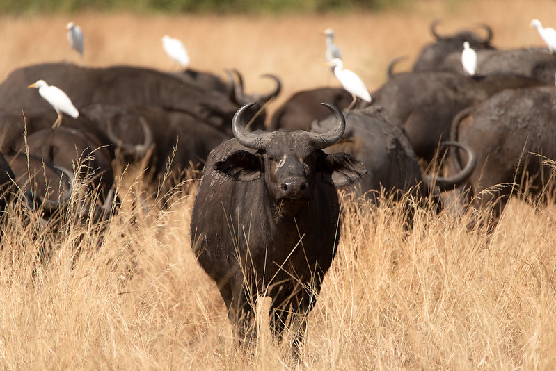 8 Day Uganda gorilla trekking & Wildlife adventure safaris 