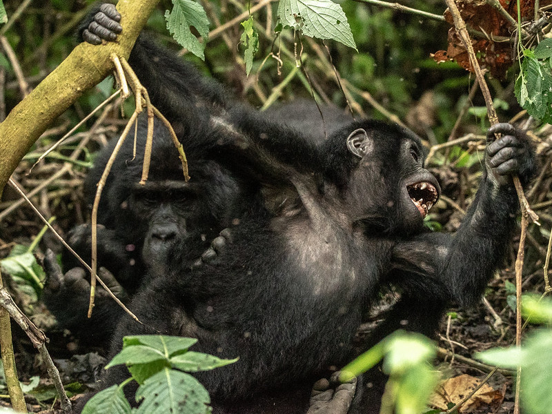 8 Day Uganda gorilla trekking & Wildlife adventure safaris 