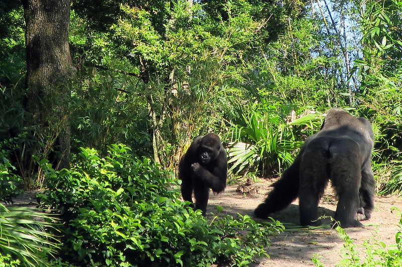 gorilla tour in Uganda