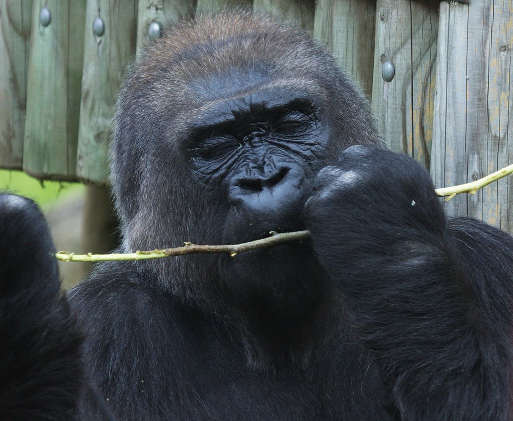 3 days detailed Gorilla trekking itinerary  