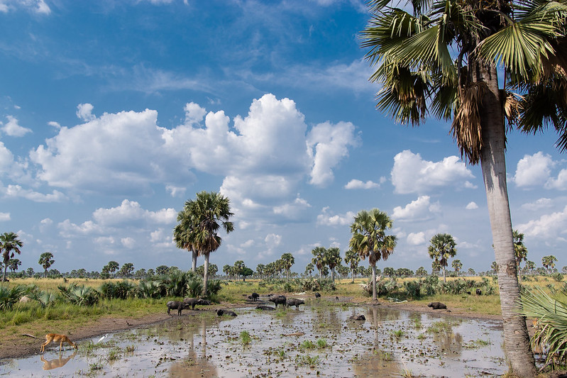 8 Day Uganda gorilla trekking & Wildlife adventure safaris 