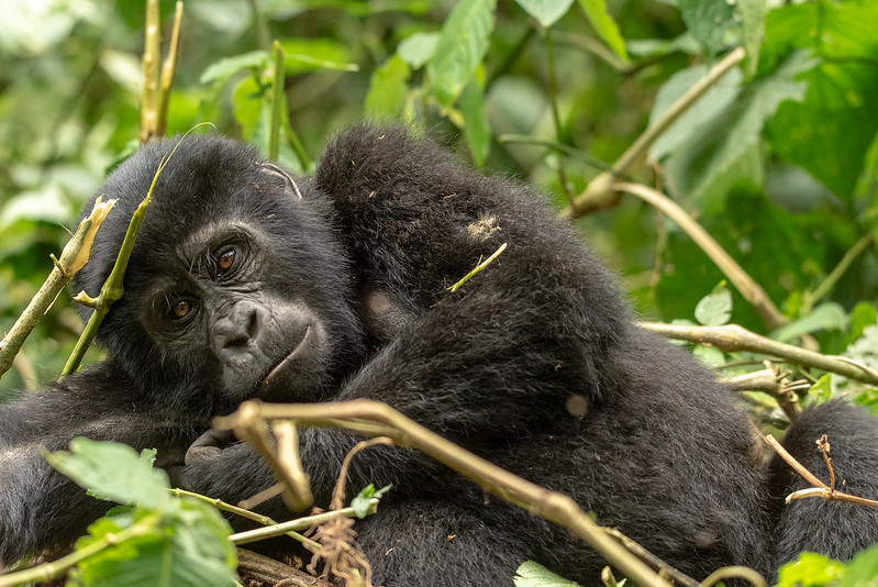8 Day Uganda gorilla trekking & Wildlife adventure safaris 