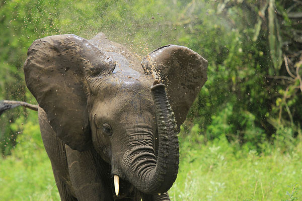 6 Days Gorilla trekking and Wildlife safaris in Uganda