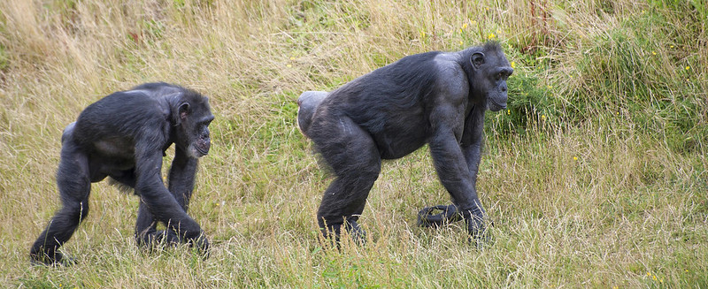 6 Days Gorilla trekking and Wildlife safaris in Uganda