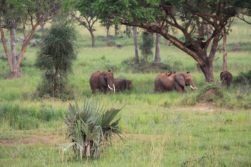 7 days Uganda safari wildlife and adventure tour