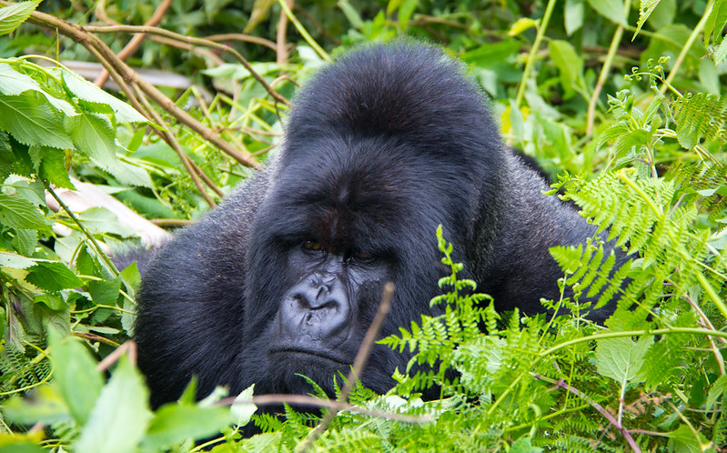3 days gorilla trekking in bwnidi
