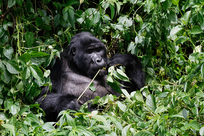 3 days gorilla trekking in bwnidi