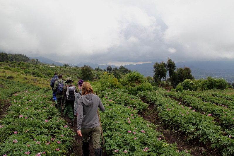 5 day gorilla trekking in Bwindi impenetrable national park