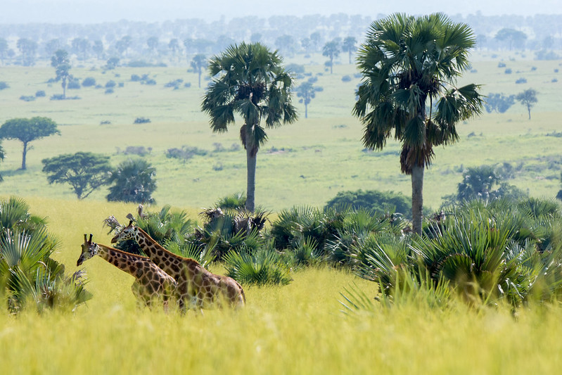  Wildlife Safari in Uganda