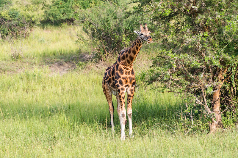 10 Days Classic Uganda Wildlife Safari