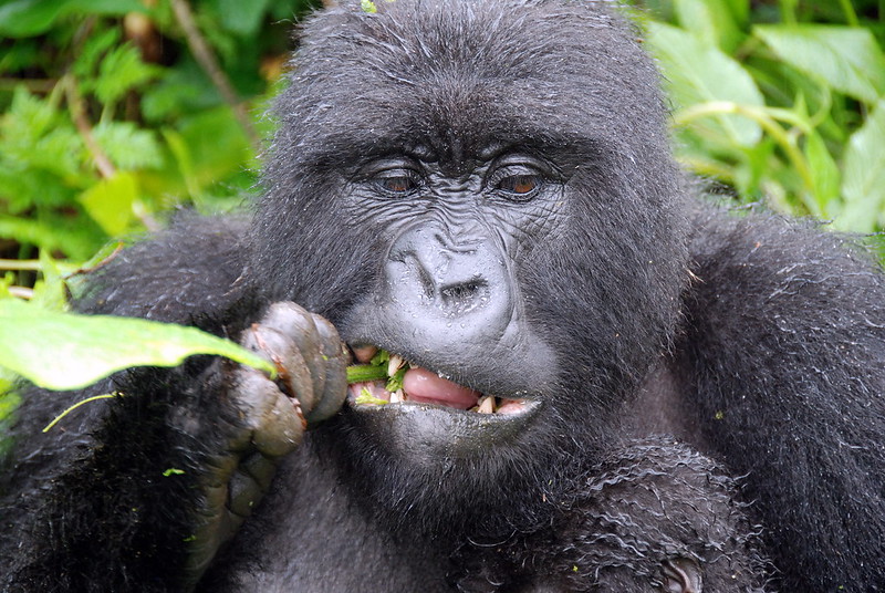 Mountain Gorillas