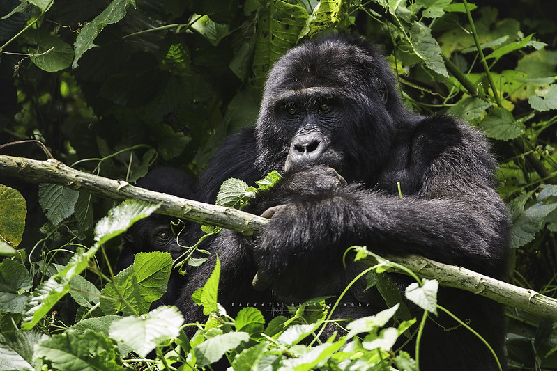 Bwindi Impenetrable Forest