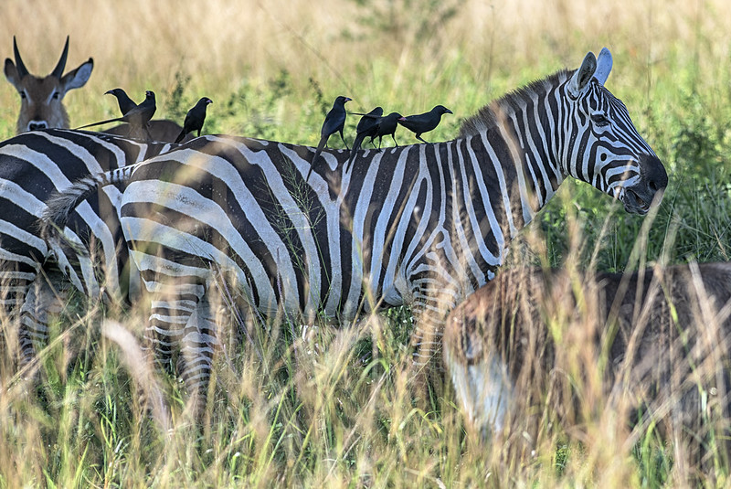 5 Days Safari Adventure in Kidepo Valley National Park.