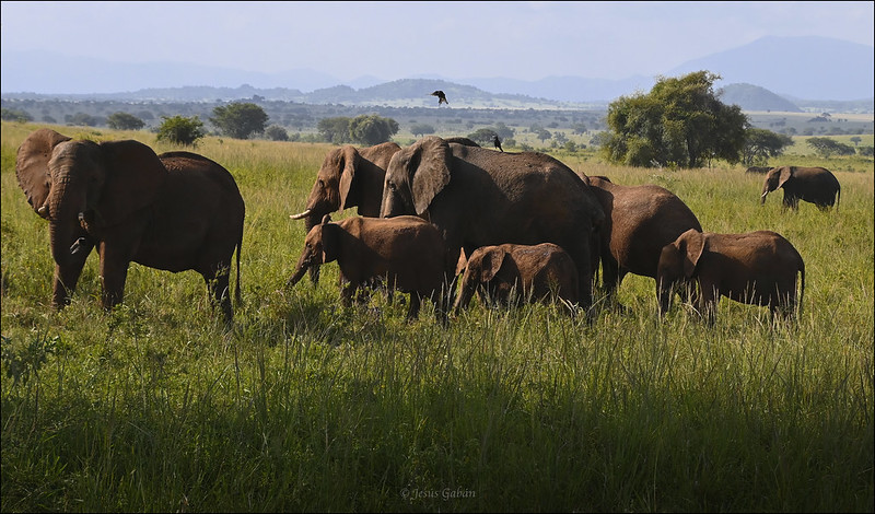 5 Days Safari Adventure in Kidepo Valley National Park.