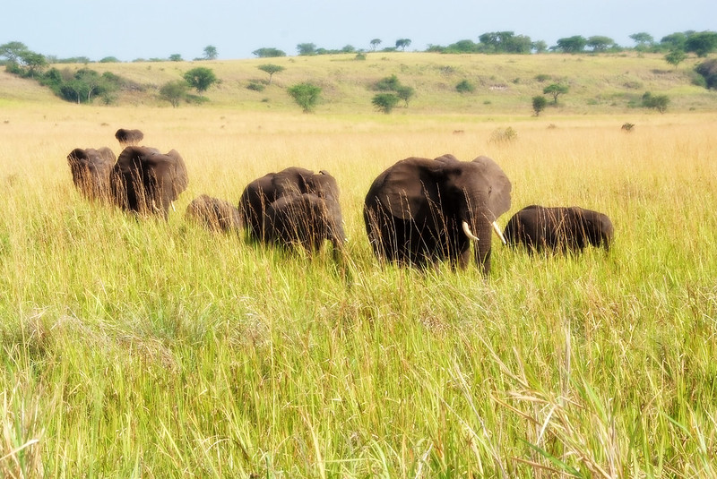 4-Day Wildlife Safari in Uganda