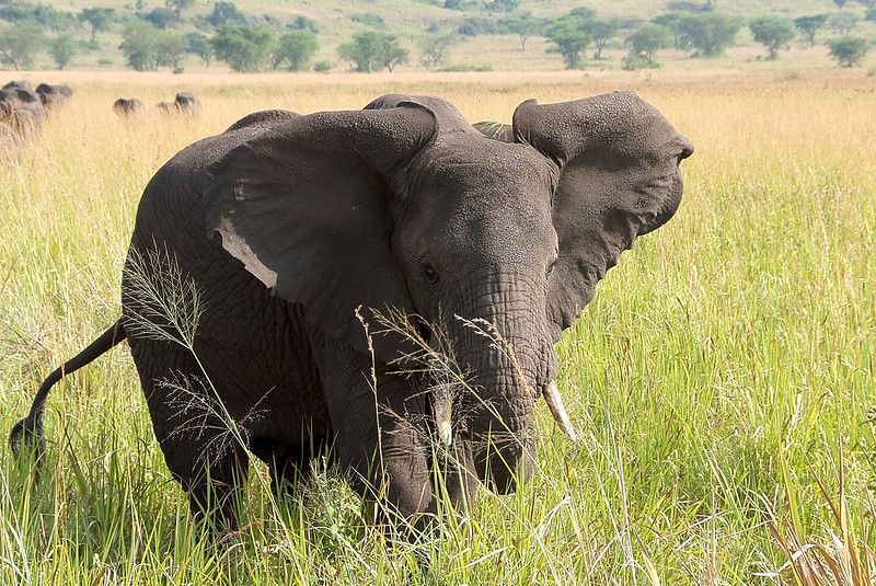 7 Days Uganda Safari Wildlife Viewing