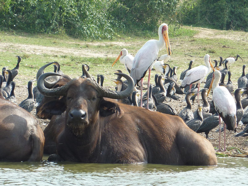 Queen Elizabeth National Park