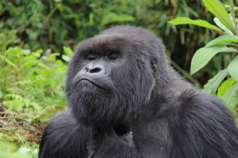 5 Days Uganda wildlife safaris & Gorillas trekking 