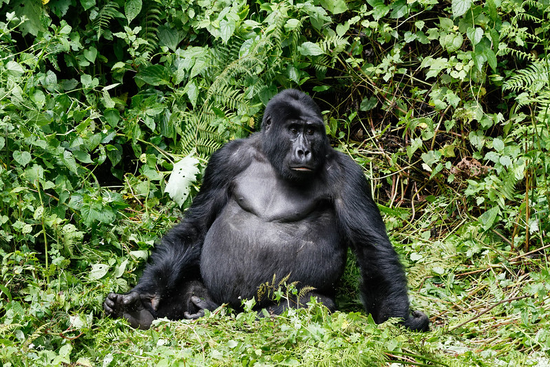 5 Days Uganda wildlife safaris & Gorillas trekking 