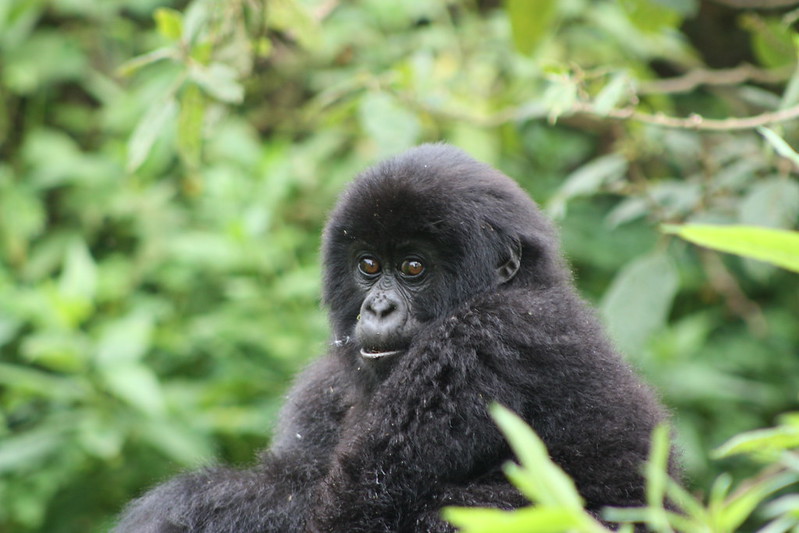 7 Days Uganda Wildlife Safari