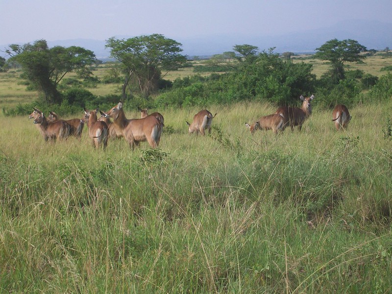 5 Days Uganda wildlife safaris & Gorillas trekking 