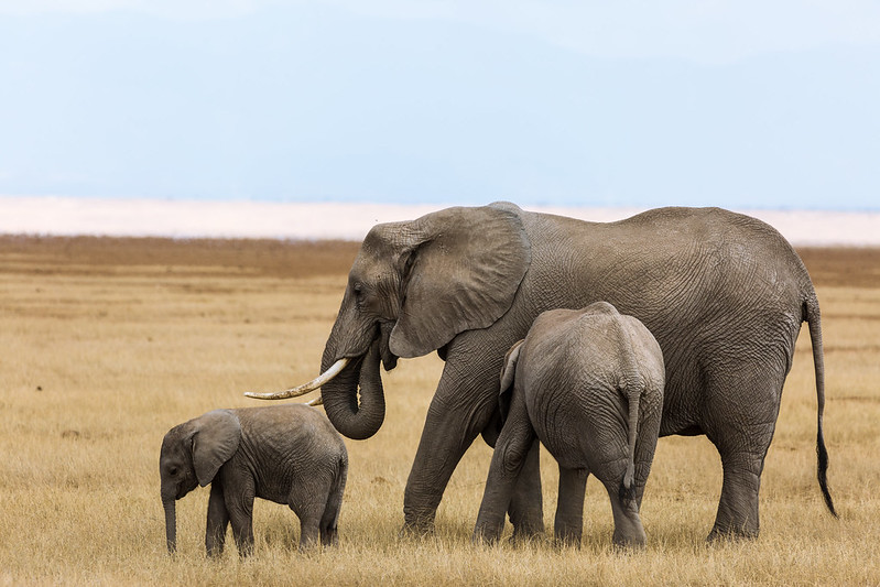 10 days Uganda Safari