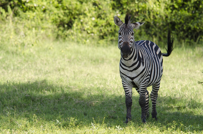 uganda safari and tours