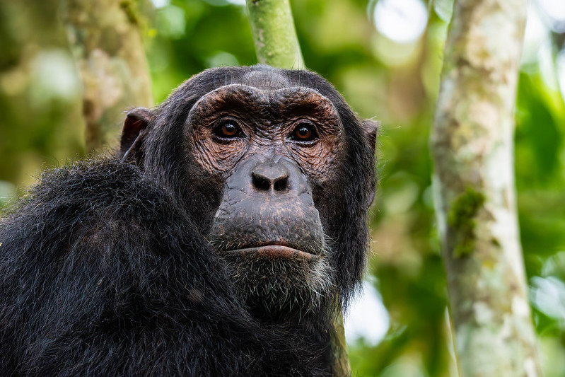 Chimpanzee trek in uganda