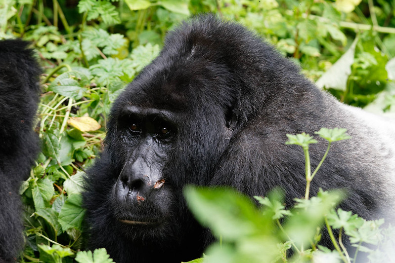 Gorilla trekking in Uganda