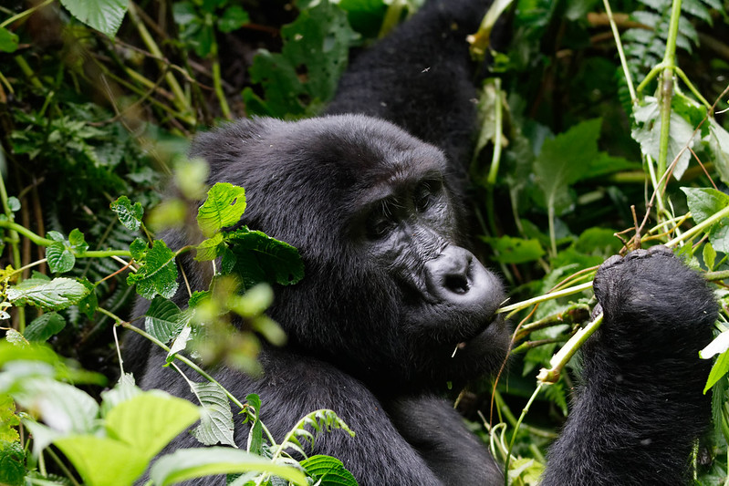 3 days uganda gorilla trekking safaris
