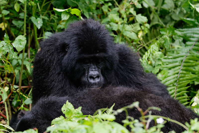 3 Days Uganda Gorilla Trekking Safari 