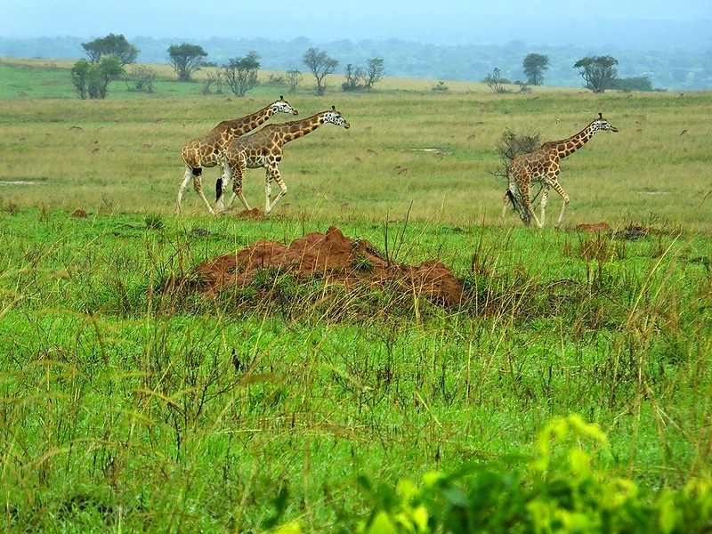 10 days Uganda Safari