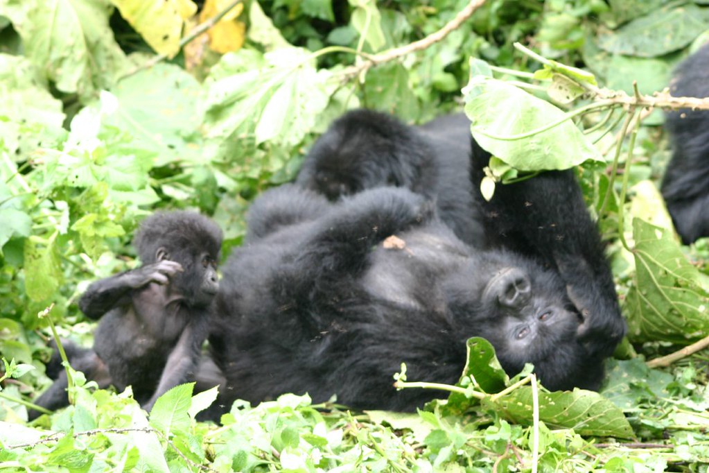 Gorilla Trekking in Ruhija Sector
