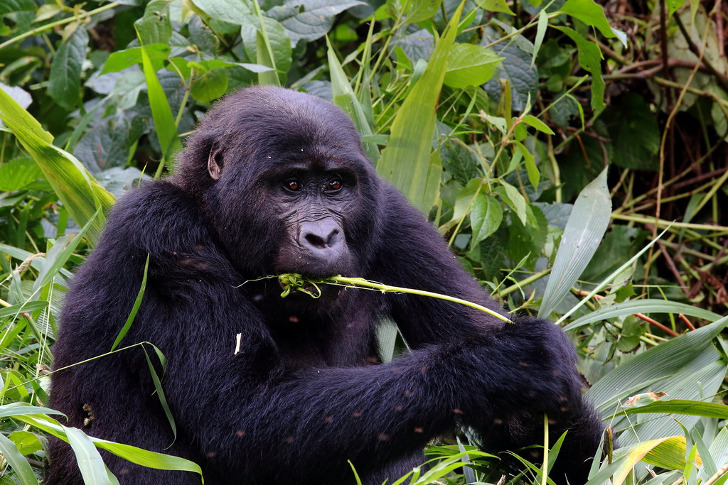 3 Days Uganda Gorilla Trekking Safari 
