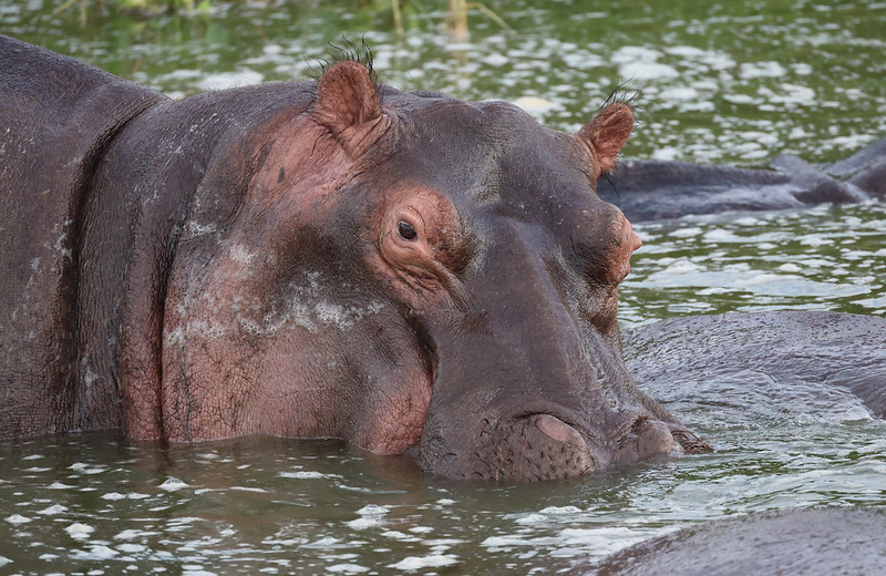 14 days uganda safaris