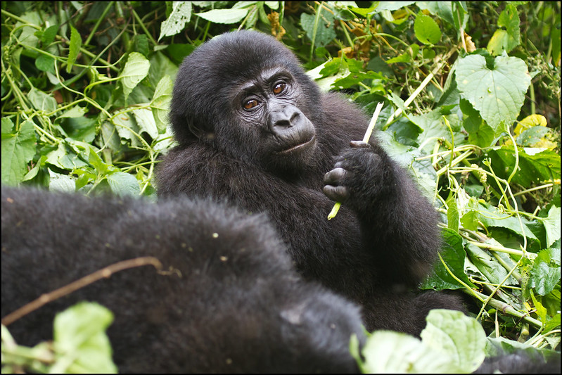 3 days gorilla trekking in bwindi