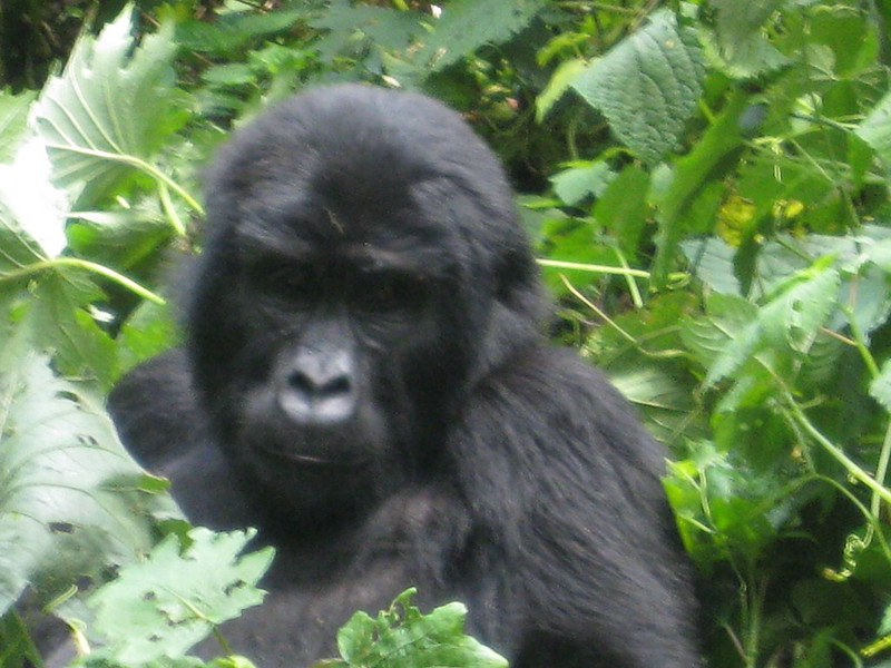 4 Days Bwindi Gorilla Safari and Lake Bunyonyi