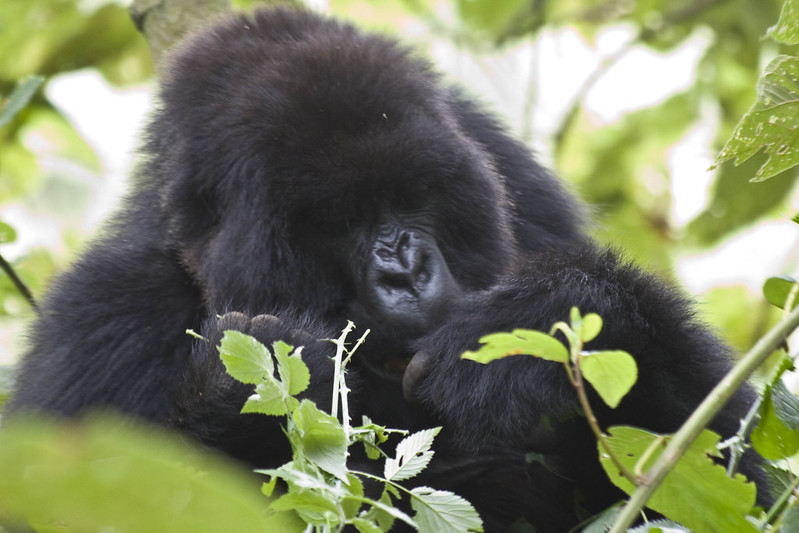 5-Day Bwindi Forest and Queen Elizabeth wildlife safari