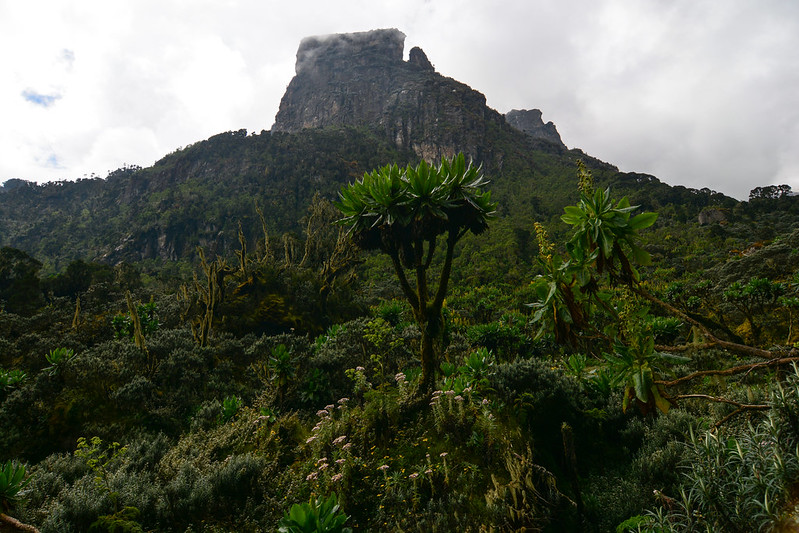 Rwenzori Mountain National Park