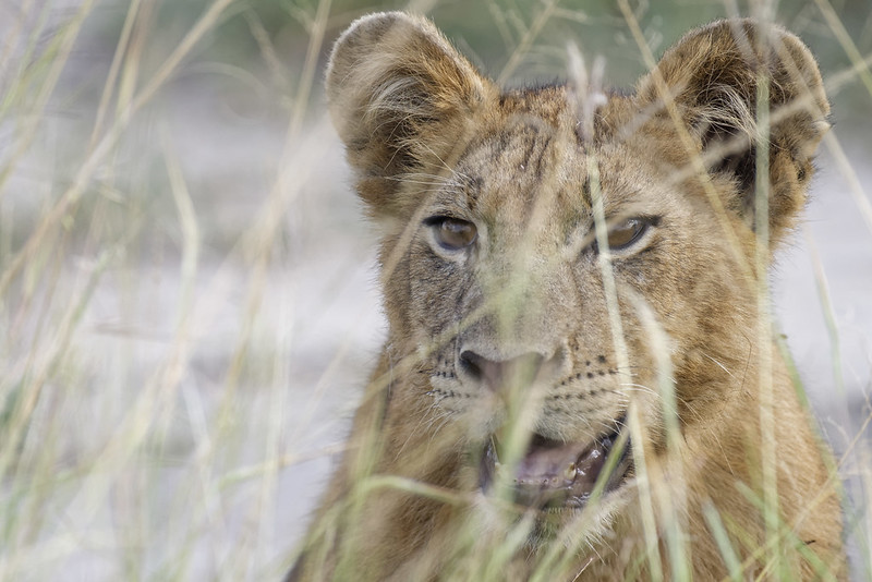 Things to do in Uganda