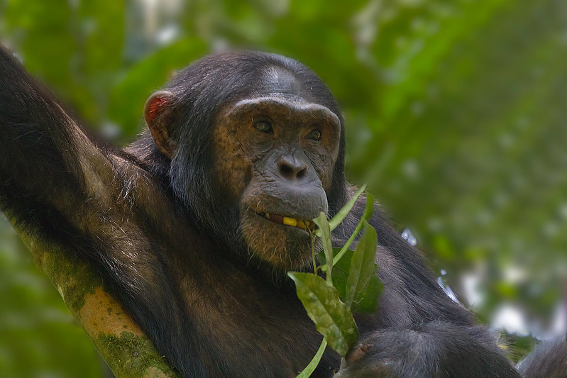 5 Day  Gorilla safari and Chimps Tracking