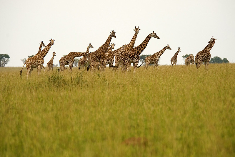 3 day Murchison Falls safari in Uganda