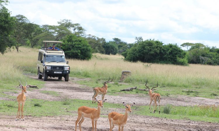 things to do in kasenyi plains