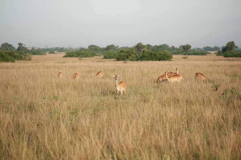 Kasenyi Plains